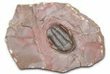 Colorful Proetid Trilobite - Jorf, Morocco #362846-3